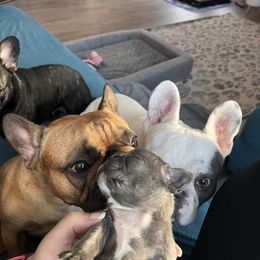 French Bulldog Puppies from Rockstar Kennel