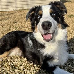 MOXXI BOY 6 - Black tri-color male Australian Shepherd puppy in South Hill, Virginia from Silverside Aussies LLC