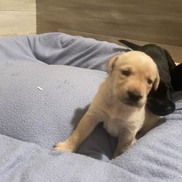 Labrador Retriever Puppies from Tall Oaks Labs