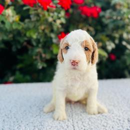 Baby's Breath (Baby) - Parti female Labradoodle puppy in Elizabeth City, North Carolina from Howdy Doodles