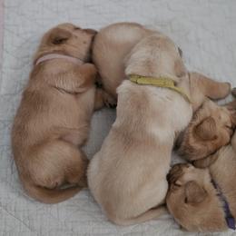 One available male - Yellow male Labrador Retriever puppy in Eugene, Oregon from Humphrey Retrievers