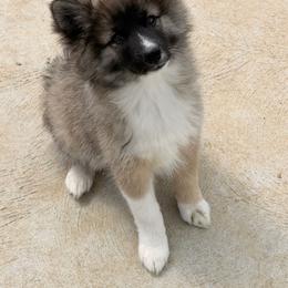 LeBron - male Nenets Herding Laika puppy in Rockville, Maryland from Skais the Limit