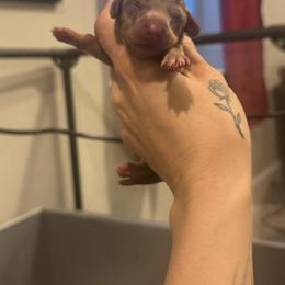 Montana - Dapple male Dachshund puppy in Frederick, Colorado from Get low Mini Dachshunds
