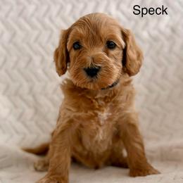 Speck - Caramel male Australian Labradoodle puppy in Londonderry, New Hampshire from Granite State Labradoodles