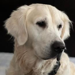 Trooper - Golden Retriever