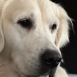 Trooper - Golden Retriever