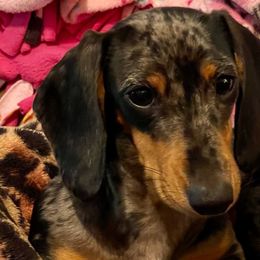 Pepper - Dachshund