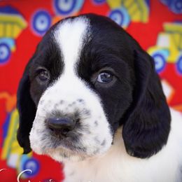 Male5 - Black and white male English Springer Spaniel puppy in Great Falls, Montana from Big Sky Springers