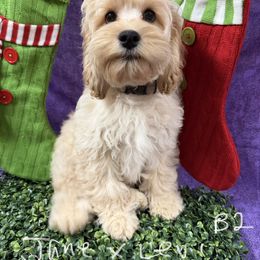 Jane purple collar - Cream male Cockapoo puppy in Haines City, Florida from Camic Cockapoos