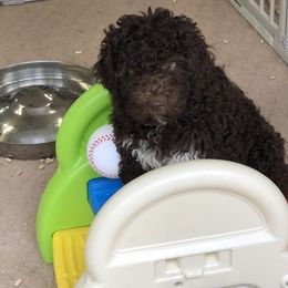"Bella Fiore Vinnie" Lagotto Romagnolo Puppies from Bella Fiore Lagottos