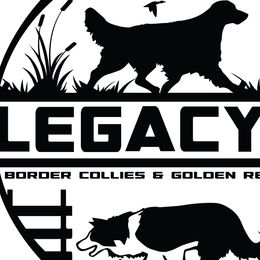 Border Collies and Golden Retrievers from Legacy k9 Border Collies