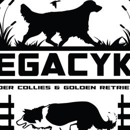 Border Collies and Golden Retrievers from Legacy k9 Border Collies