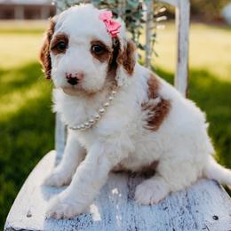 Penelope - Parti female Goldendoodle puppy in Old River Winfree, Texas from RadDoodles