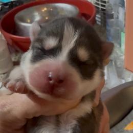 Angel - Black and white female Pomsky puppy in Spring Hill, Florida from PDQ Pomskies