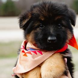 German Shepherd Puppies from di Casa Ortiz German Shepherds