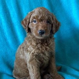 F77 - Red  female Goldendoodle puppy in West Point, Iowa from Jim Anderson