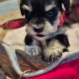 Linus - Black and silver male Miniature Schnauzer puppy in Fountain City, Indiana from Bearded Dynasty Schnauzers