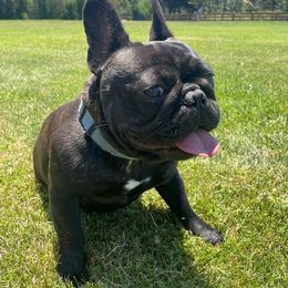 French Bulldogs from Calabasas Bullies