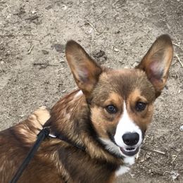 Badger - Pembroke Welsh Corgi
