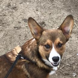 Badger - Pembroke Welsh Corgi