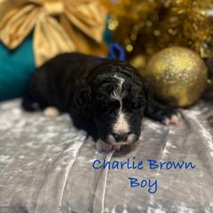 Charlie Brown - male Golden Mountain Doodle puppy in Rockville, Minnesota from Bracha Poodles & Doodles