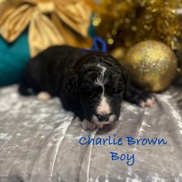 Charlie Brown - male Golden Mountain Doodle puppy in Rockville, Minnesota from Bracha Poodles & Doodles