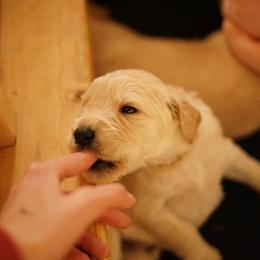 "Goldendoodle born 2/6/2020" Goldendoodle, Golden Retriever, and Sheepadoodle Puppies from Guppy Puppies