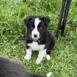 Confetti (Green) - Tri-color male Border Collie puppy in Lodi, California from R3 Sport Dogs (Rafter 3 Ranch)
