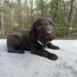 Light Blue Collar - Liver male Boykin Spaniel puppy in Comer, Georgia from Weavers Kennels