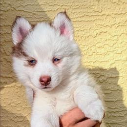 Zoey - Red and white female Pomsky puppy in Spring Hill, Florida from www.PuppyTimeEmporium.com