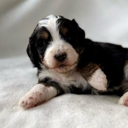Joyce-Pink collar girl - Tri-color female Bernedoodle puppy in Colorado Springs, Colorado from Mercy Mountain Bernedoodles