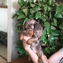 Dachshund Puppies from Windy Ridge Miniatures