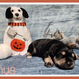 Linus - Black and silver male Miniature Schnauzer puppy in Lebanon, Missouri from Cedar Glades Canines