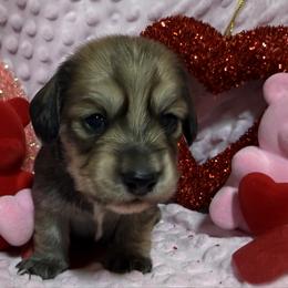 Phoebe - Cream female Dachshund puppy in Somerset, Pennsylvania from Rae’s Dapper Dachshunds