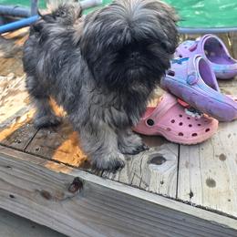 Kingston Kouture - Sable male Shih Tzu puppy in Trinity, North Carolina from Trinity Shih Tzu