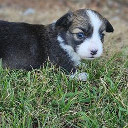 Dolly - Sable female Pembroke Welsh Corgi puppy in Orrtanna, Pennsylvania from Mountain Top Shepherd's