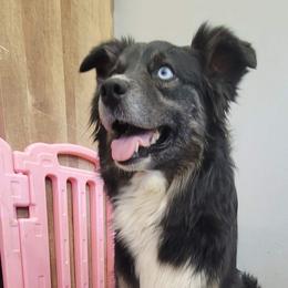 Spicy - Australian Shepherd