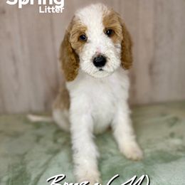 Breeze - Parti male Goldendoodle puppy in Houston, Texas from Golden Life Doodles