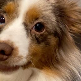 Zoey - Miniature Australian Shepherd