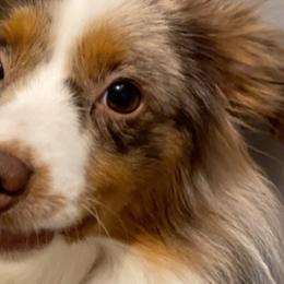 Zoey - Miniature Australian Shepherd