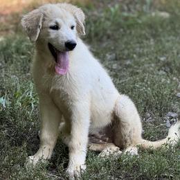 Girl 1 - 43261f - White and badger female Great Pyrenees puppy in Midway, Tennessee from Heavenly Hills Great Pyrenees