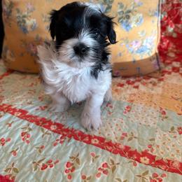 Theo - Black and white male Havanese puppy in Apopka, Florida from Dunhill Havanese