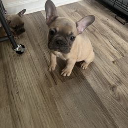 French Bulldog Puppies from DDV French Bulldogs