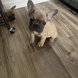French Bulldog Puppies from DDV French Bulldogs