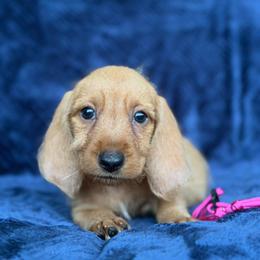 Pink - Red wheaten female Basset Fauve de Bretagne puppy in Reddick, Florida from Afterhours German Wirehaired Pointers and Basset Fauve de Bretagne