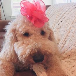 Goldendoodles from Odell Goldendoodles