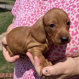 Franky - Red male Dachshund puppy in Mocksville, North Carolina from The Dachs of Hazzard Dachshunds