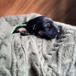 Green Collar - Black and tan female German Shepherd puppy in Eagle Creek, Oregon from Platz German Shepherds