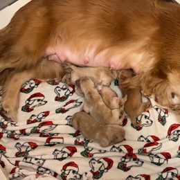 German Shepherd and Golden Retriever Puppies from Vom Bethel