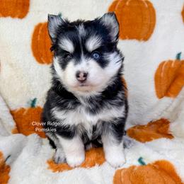 Ravena - Black and white female Pomsky puppy in Sheffield, Iowa from Clover Ridge Pomskies